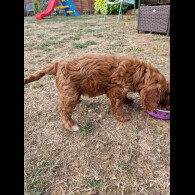 Cockapoo - Both