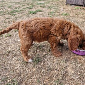 Cockapoo - Both