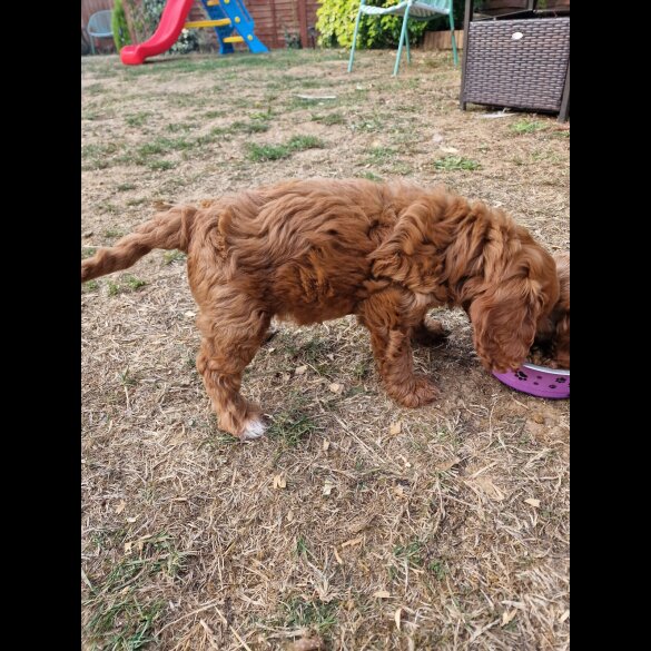 Cockapoo - Both