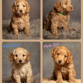 Cockapoo - Both