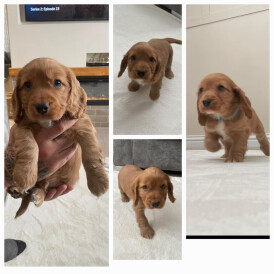 Cockapoo - Both