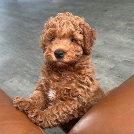 Cockapoo - Dogs