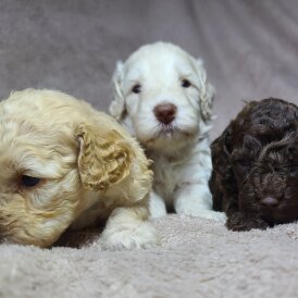 Cockapoo - Both