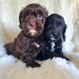 Cockapoo - Both