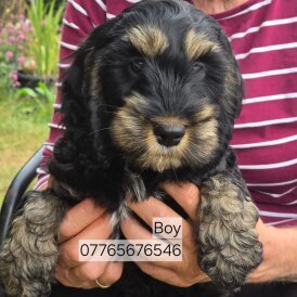 Cockapoo - Both