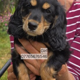 Cockapoo - Both