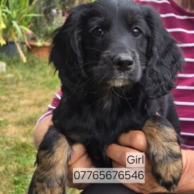 Cockapoo - Both
