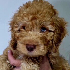 Cockapoo - Dogs