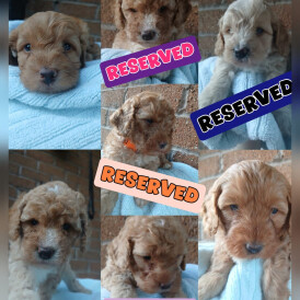 Cockapoo - Both