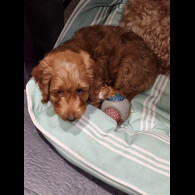 Cockapoo - Both