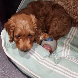 Cockapoo - Both