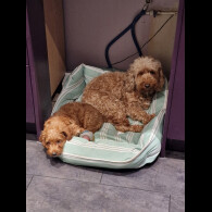 Cockapoo - Both