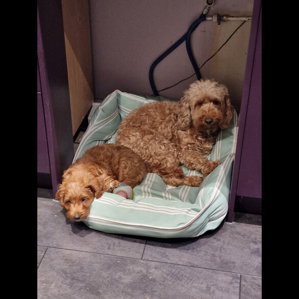 Cockapoo - Both