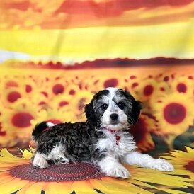 Cockapoo - Both