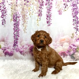 Cockapoo - Both