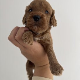 Cockapoo - Both