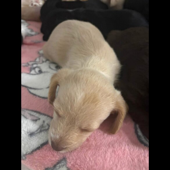 Mixed Breed - Both