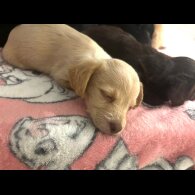 Mixed Breed - Both