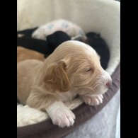 Mixed Breed - Both