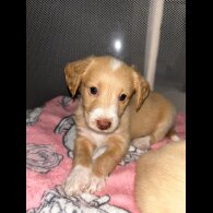 Mixed Breed - Both