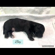 Mixed Breed - Both