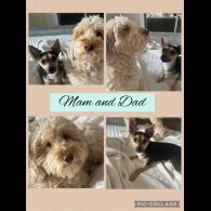 Mixed Breed - Both