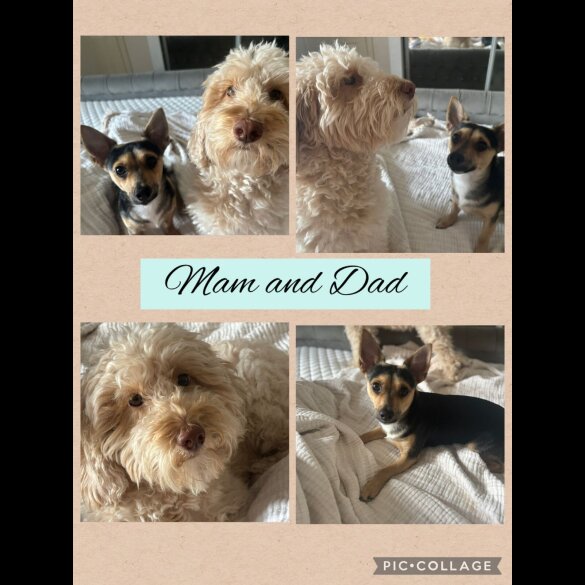 Mixed Breed - Both