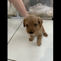 Mixed Breed - Both