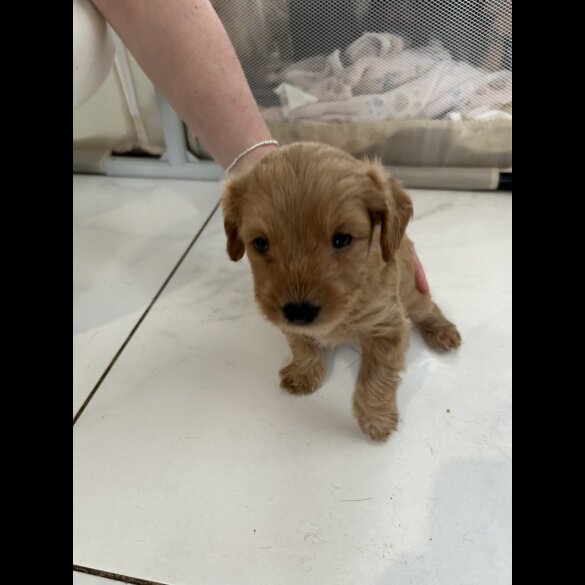 Mixed Breed - Both