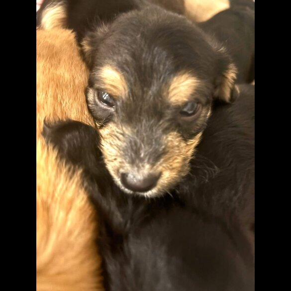 Mixed Breed - Both
