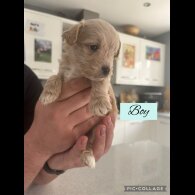 Mixed Breed - Both