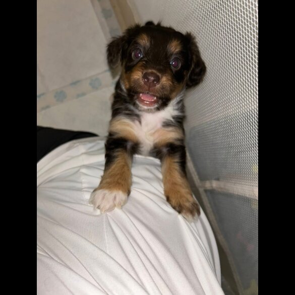 Mixed Breed - Both