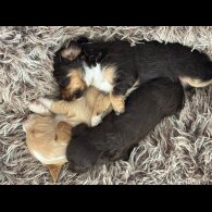 Mixed Breed - Both