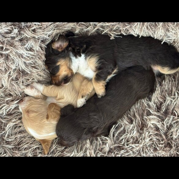 Mixed Breed - Both