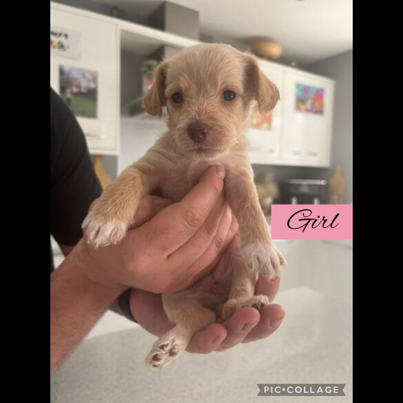 Mixed Breed - Both
