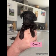 Mixed Breed - Both