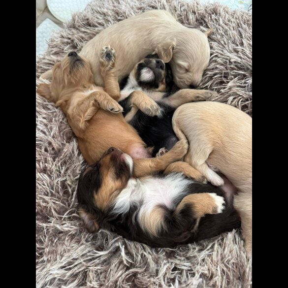 Mixed Breed - Both
