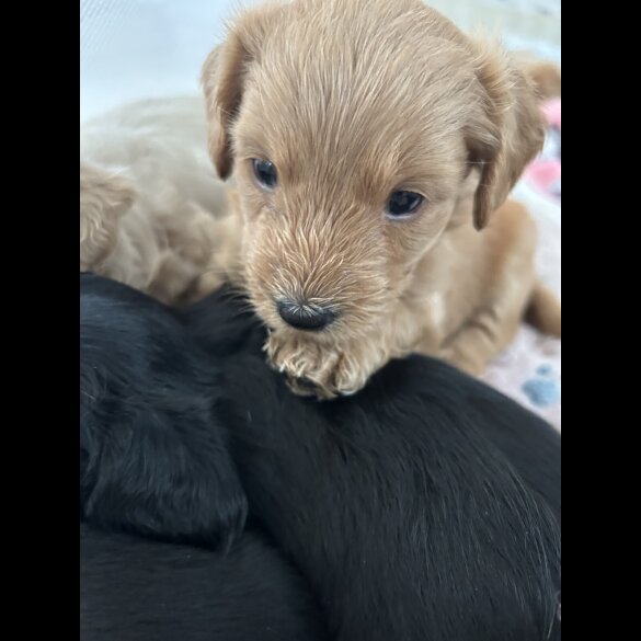 Mixed Breed - Both