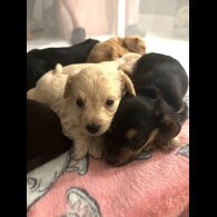Mixed Breed - Both