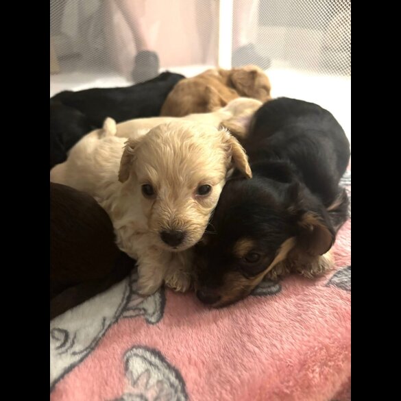 Mixed Breed - Both