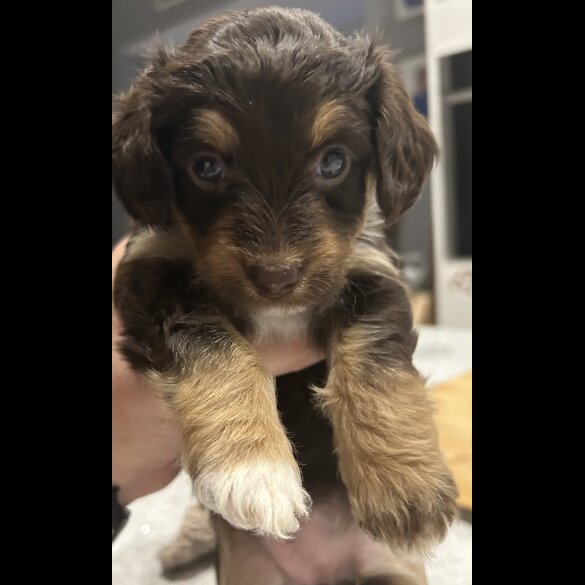 Mixed Breed - Both