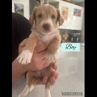 Mixed Breed - Both