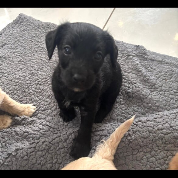 Mixed Breed - Both