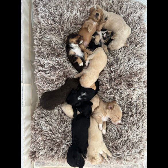 Mixed Breed - Both