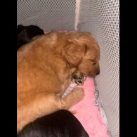 Mixed Breed - Both