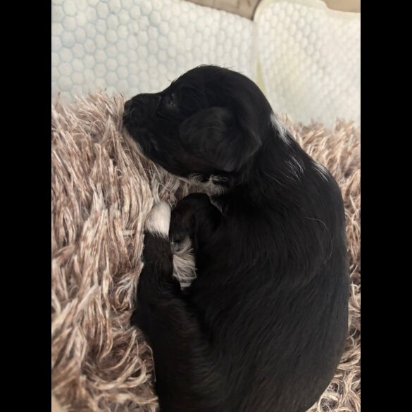 Mixed Breed - Both