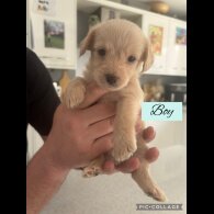 Mixed Breed - Both