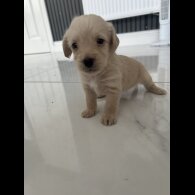 Mixed Breed - Both