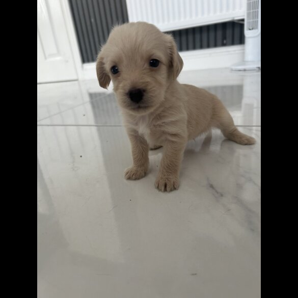 Mixed Breed - Both