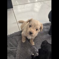 Mixed Breed - Both